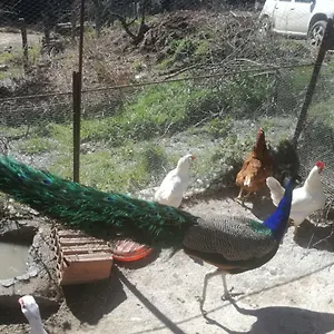 Ticci Séjour à la ferme